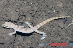 Nördlicher Sandgecko, Tropiocolotes tripolitanus