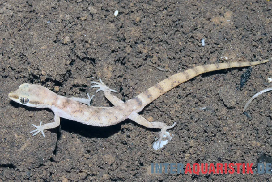 Nördlicher Sandgecko, Tropiocolotes tripolitanus