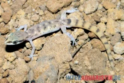 Nördlicher Sandgecko, Tropiocolotes tripolitanus