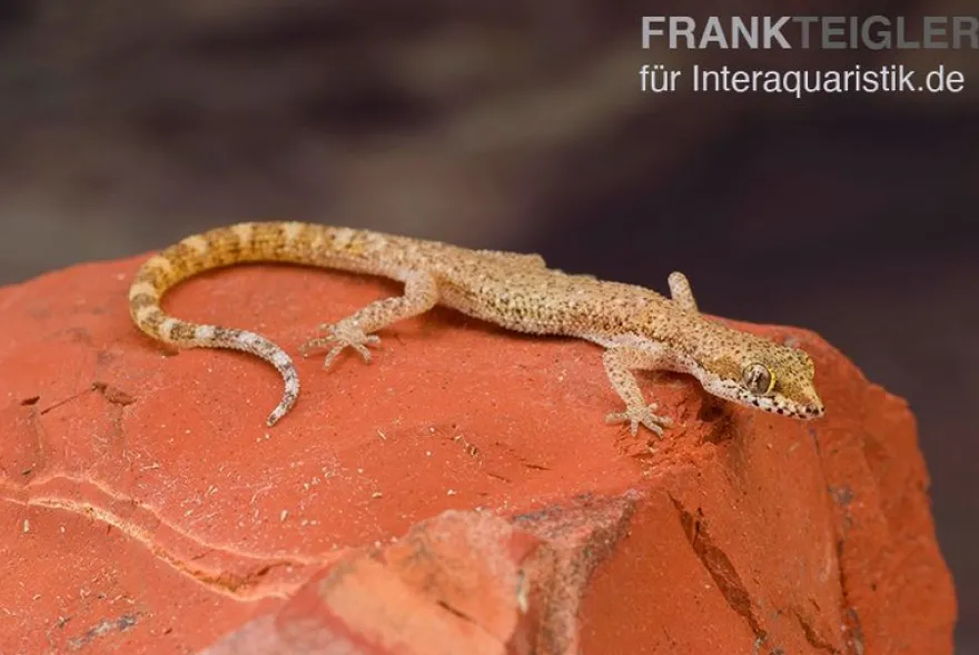 Nördlicher Sandgecko, Tropiocolotes tripolitanus