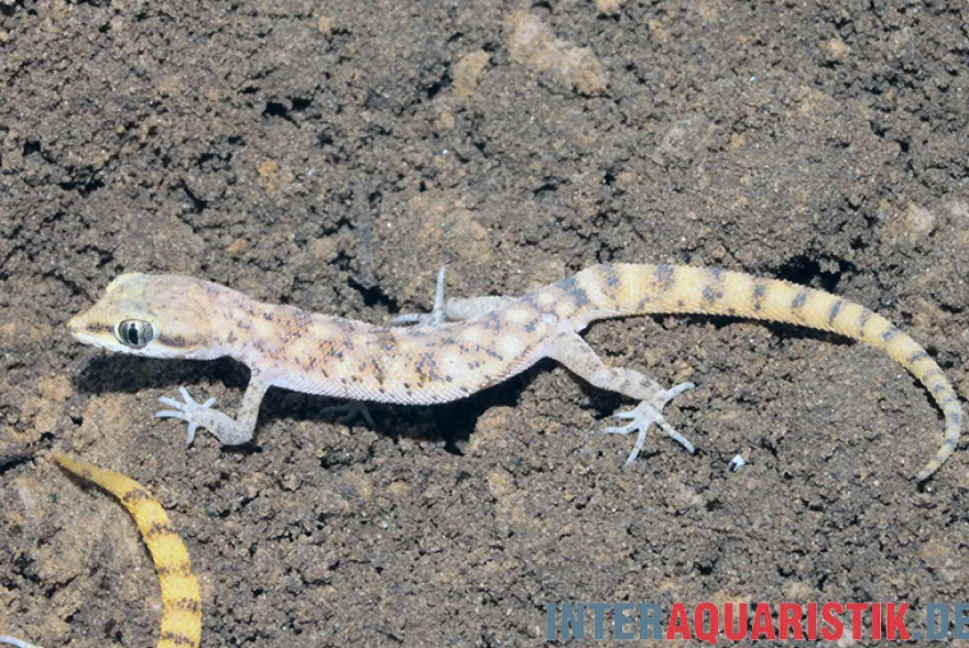 Nördlicher Sandgecko, Tropiocolotes tripolitanus