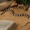 Nuevo-León-Königsnatter, Lampropeltis leonis