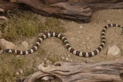 Nuevo-León-Königsnatter, Lampropeltis leonis