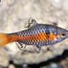 Odessabarbe, Pethia padamya (Barbus odessa)