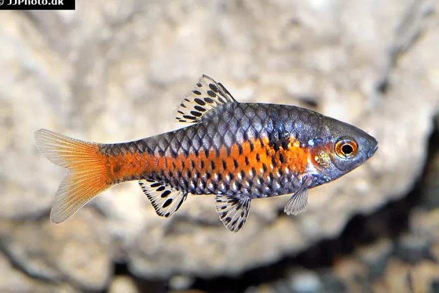 Odessabarbe, Pethia padamya (Barbus odessa)