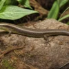 Olivfarbener Baumskink, Dasia olivacea