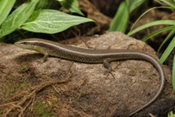Olivfarbener Baumskink, Dasia olivacea