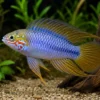 Opal-Apistogramma, Apistogramma borelli "Opal"