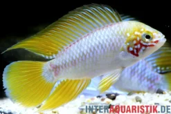 Opal-Apistogramma, Apistogramma borelli