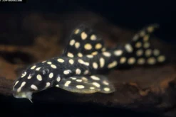 Opalflecken-Harnischwels, L82, Scobinancistrus raonii, 3,5-5 cm