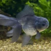 Oranda blau, Carassius auratus (Kaltwasser), Größe 4-6 cm