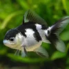 Oranda Panda, Carassius auratus (Kaltwasser)