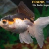 Oranda Tricolor, Carassius auratus (Kaltwasser)