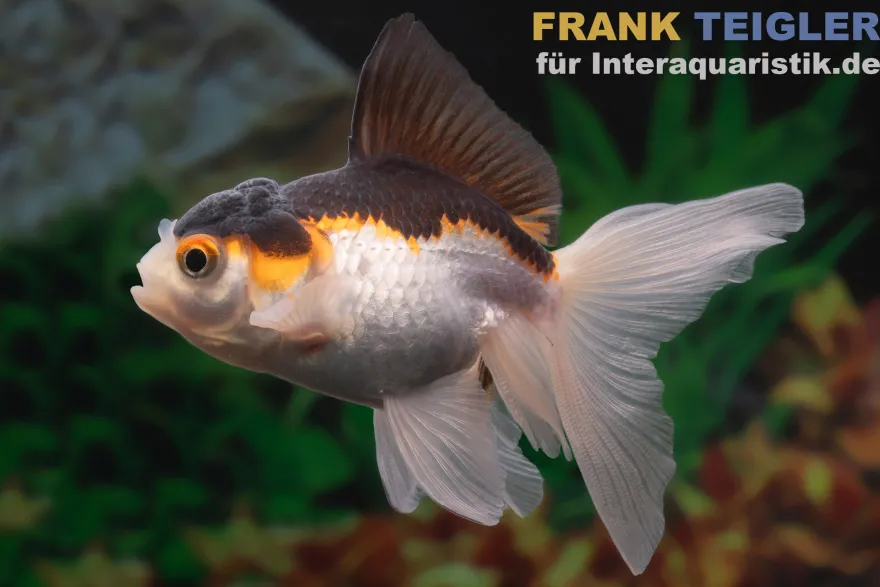 Oranda Tricolor, Carassius auratus (Kaltwasser)