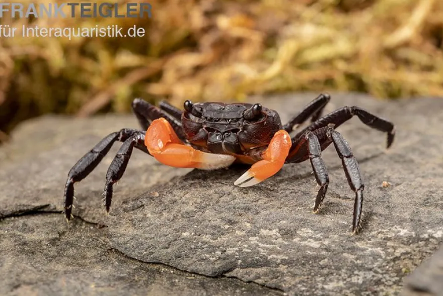 Orangearm-Krabbe, Lepidothelphusa spec. Orange Arm Borneo, Zufällig ausgewählt