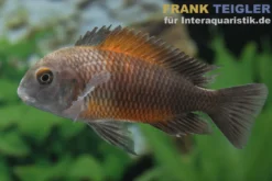 Orange-Breitband-Moorii, Tropheus moorii "Bemba", DNZ