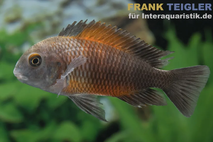 Orange-Breitband-Moorii, Tropheus moorii "Bemba", DNZ