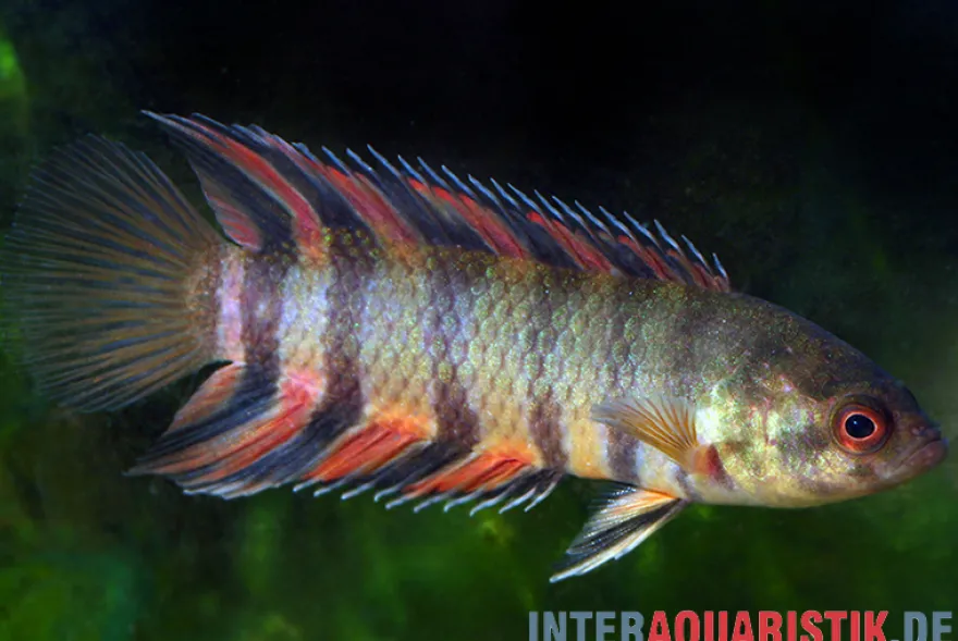 Orange-Buschfisch, Microctenopoma ansorgii