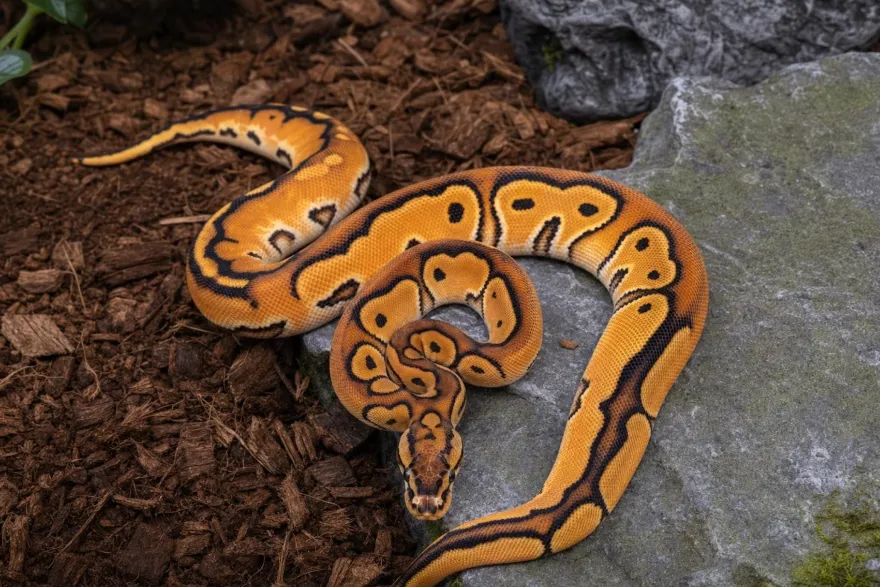 Orange-Dream-Clown-Königspython, Python regius