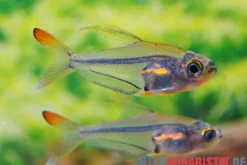 Orangeflossen-Glassalmler, Trochilocharax ornatus