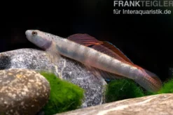 Orangeflossen-Grundel, Stiphodon maculidorsalis, 1 Paar