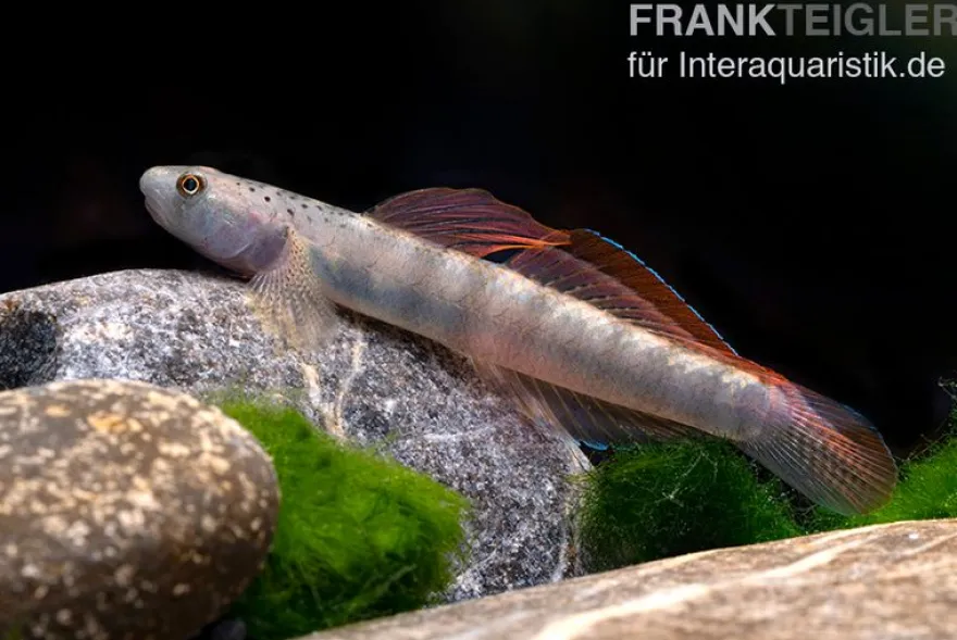 Orangeflossen-Grundel, Stiphodon maculidorsalis, 1 Paar