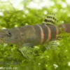 Orangegürtel-Schmerle, Schistura balteata, 3-5 cm