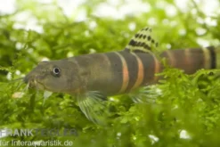 Orangegürtel-Schmerle, Schistura balteata, 3-5 cm
