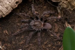 Orangemaul-Vogelspinne, Psalmopoeus reduncus