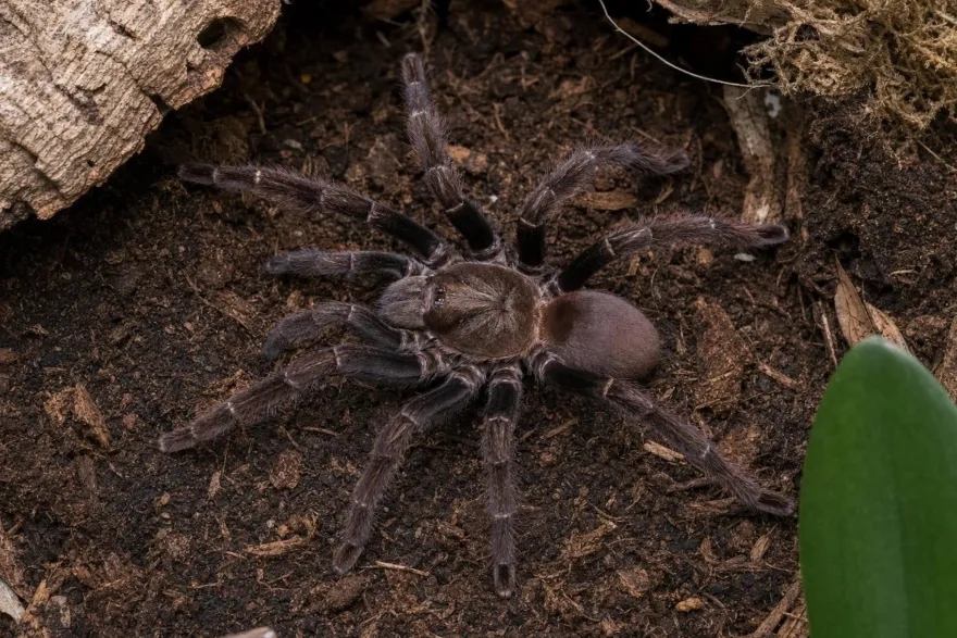 Orangemaul-Vogelspinne, Psalmopoeus reduncus