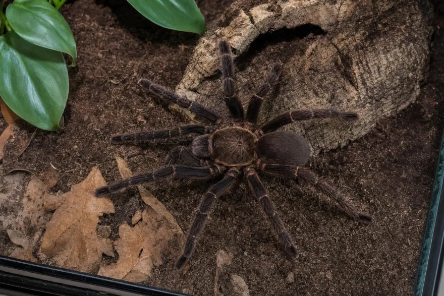 Orangemaul-Vogelspinne, Psalmopoeus reduncus