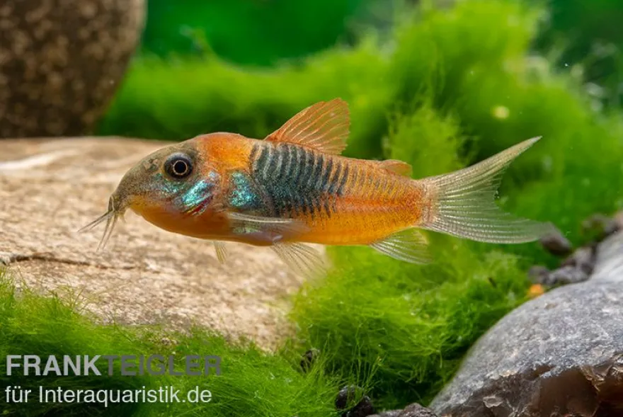 Orangener Venezuelapanzerwels, Corydoras venezuelanus orange