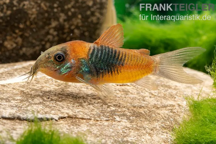 Orangener Venezuelapanzerwels, Corydoras venezuelanus orange
