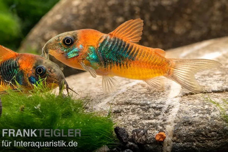 Orangener Venezuelapanzerwels, Corydoras venezuelanus orange