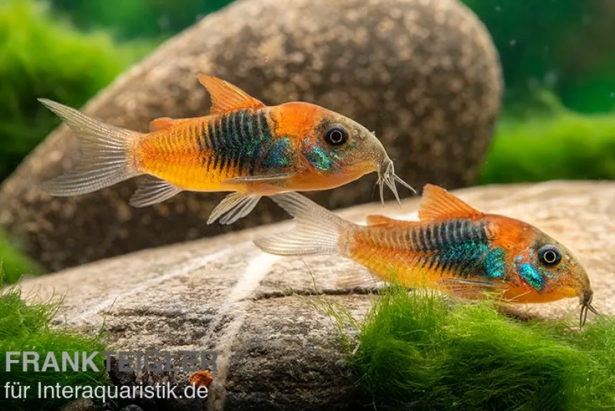 Orangener Venezuelapanzerwels, Corydoras venezuelanus orange