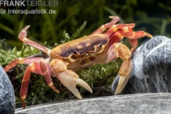 Orangenkrabbe, Sundathelphusa sp. "orange", Zufällig ausgewählt