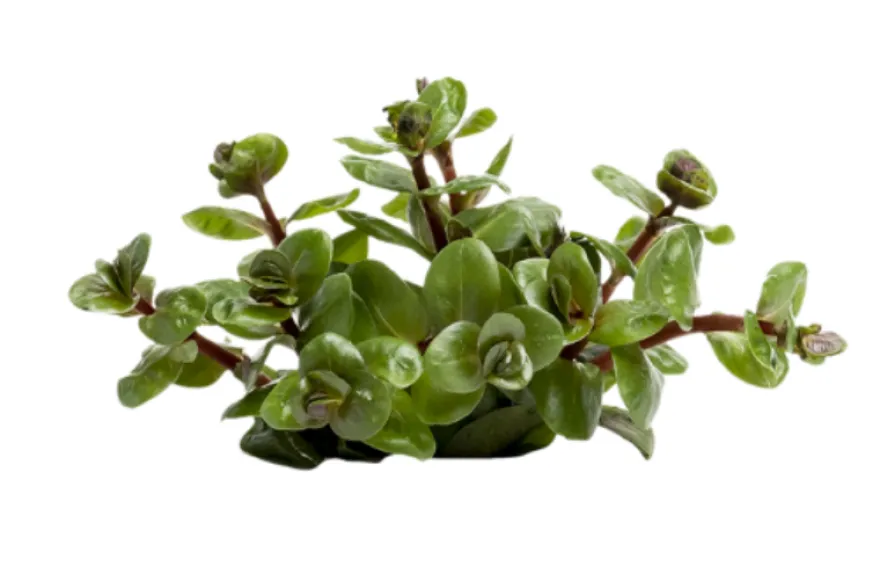 Orangensaft-Rotala, Rotala rotundifolia "Orange Juice", im Topf