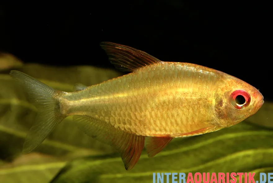 Orangensalmler, Hyphessobrycon cf. pulchripinnis BOLIVIA ORANGE
