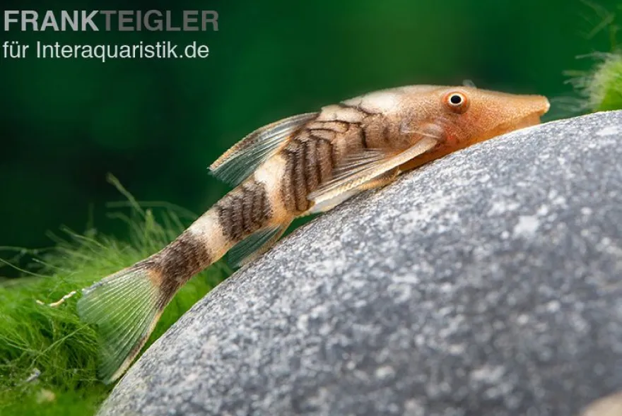 Orange-Otocinclus, Nannoptoma spec. orange