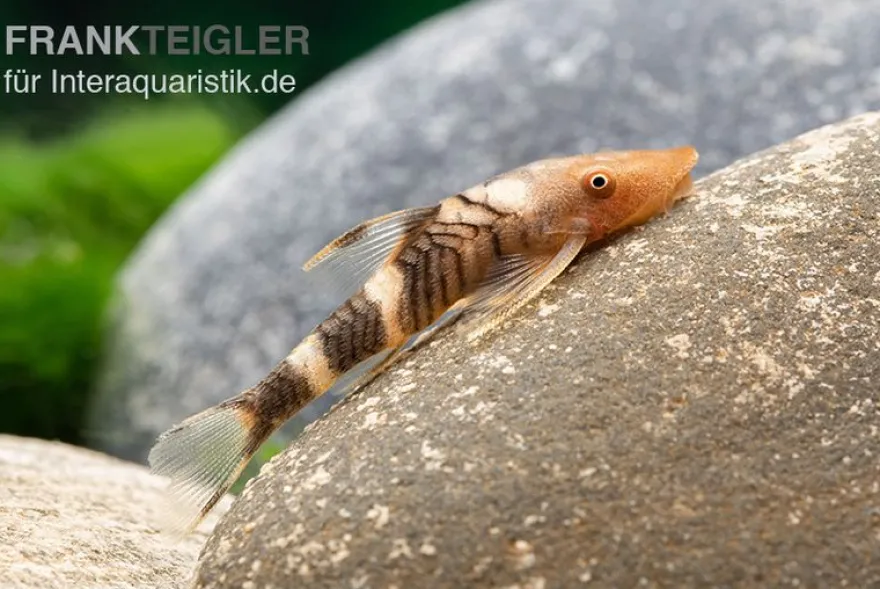 Orange-Otocinclus, Nannoptoma spec. orange