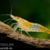 Orange Rili Garnele, Neocaridina davidi