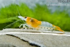 Orange Rili Garnele, Neocaridina davidi