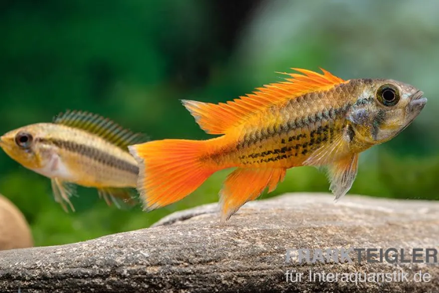 Oranger Kakaduzwergbuntbarsch, Apistogramma cacatuoides "orange", paarweise M