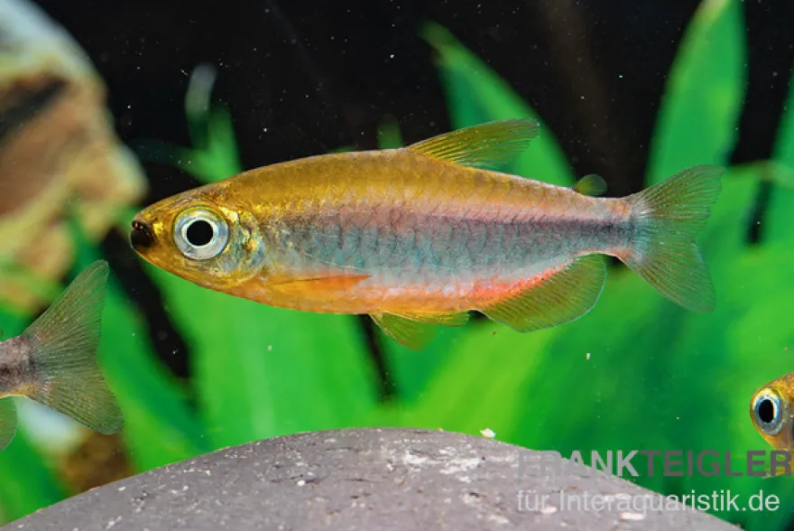 Oranger Kongosalmler, Phenacogrammus cf. aurantiacus "Bandundu Orange"