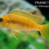 Oranger Maulbrüter, Pseudotropheus tropheops CHILUMBA ORANGE, DNZ
