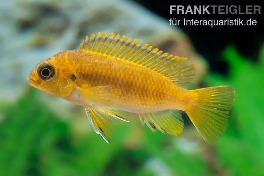 Oranger Maulbrüter, Pseudotropheus tropheops CHILUMBA ORANGE, DNZ