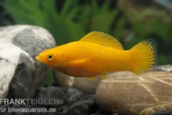 Oranger Molly, Poecilia latipinna, Zufällig ausgewählt