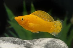 Oranger Molly, Poecilia latipinna, Zufällig ausgewählt
