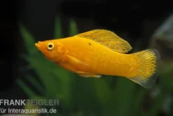 Oranger Molly, Poecilia latipinna, Zufällig ausgewählt