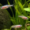Oranger Neonsalmler, Paracheirodon innesi orange